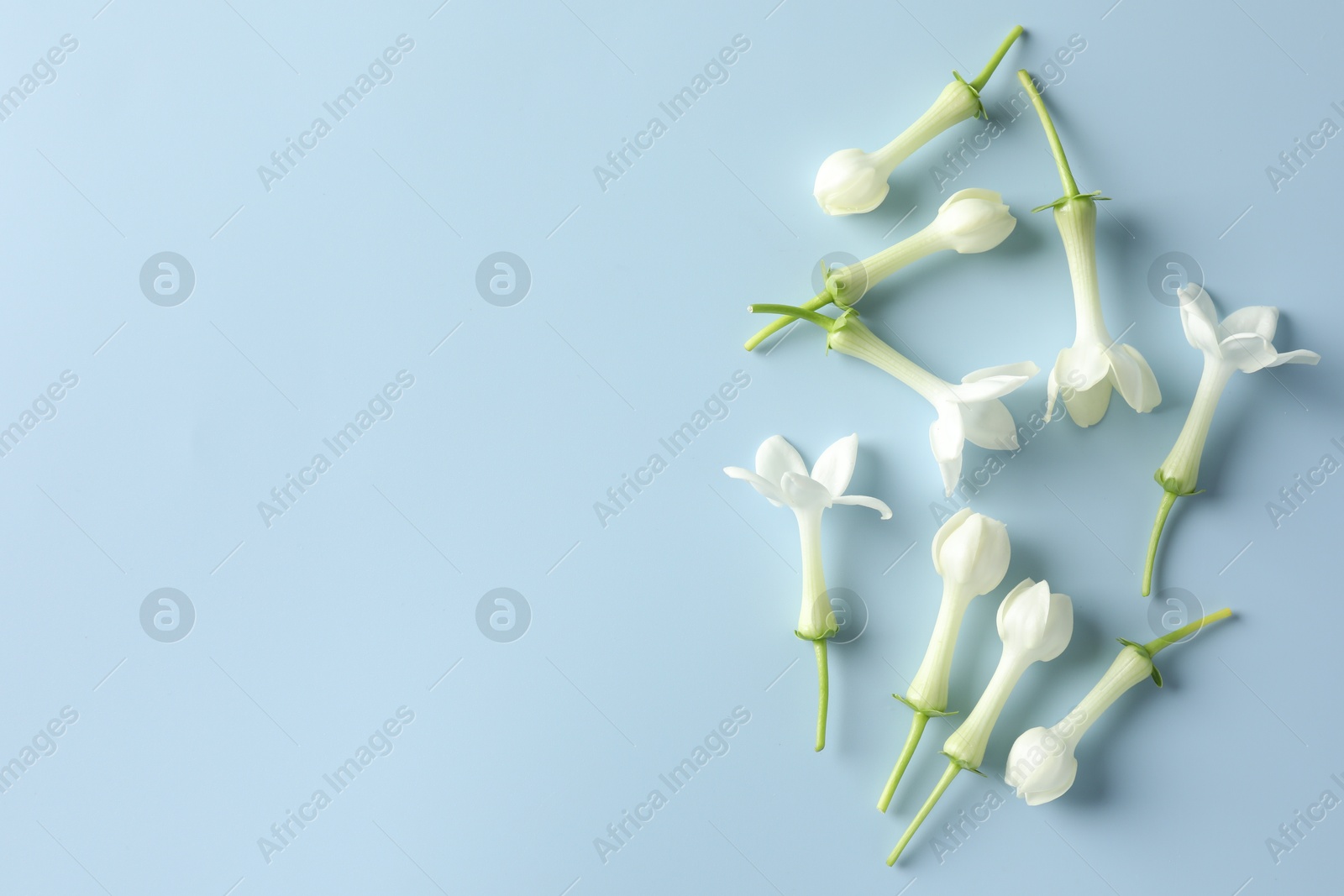 Beautiful jasmine flowers on light blue background, flat lay. Space for text Photo of Beautiful jasmine flowers on light blue background, flat lay. Space for text