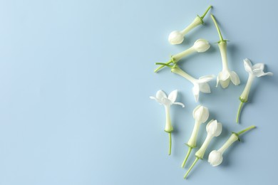 Photo of Beautiful jasmine flowers on light blue background, flat lay. Space for text