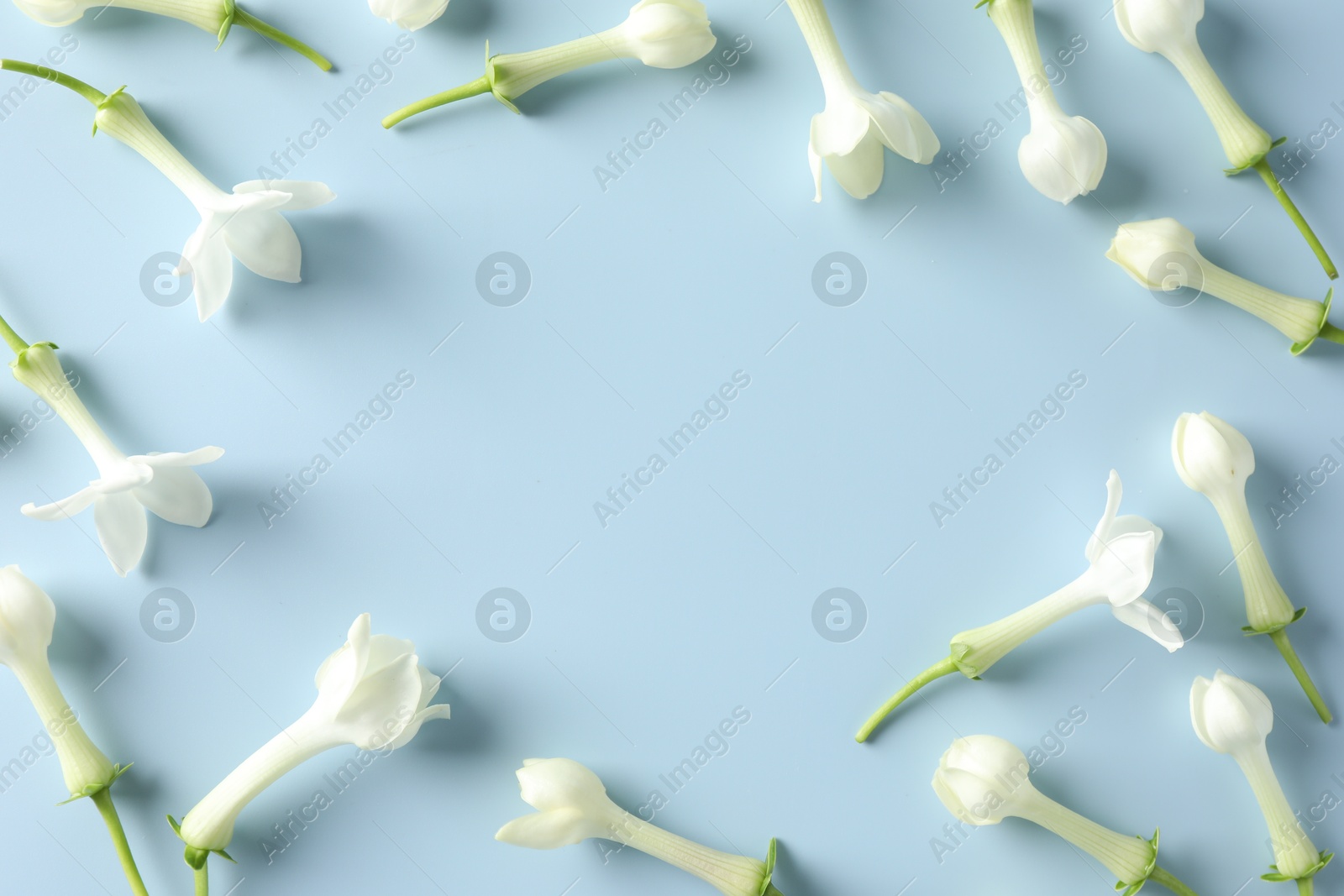 Frame of beautiful jasmine flowers on light blue background, flat lay. Space for text Photo of Frame of beautiful jasmine flowers on light blue background, flat lay. Space for text