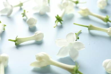 Photo of Beautiful jasmine flowers on light blue background, closeup