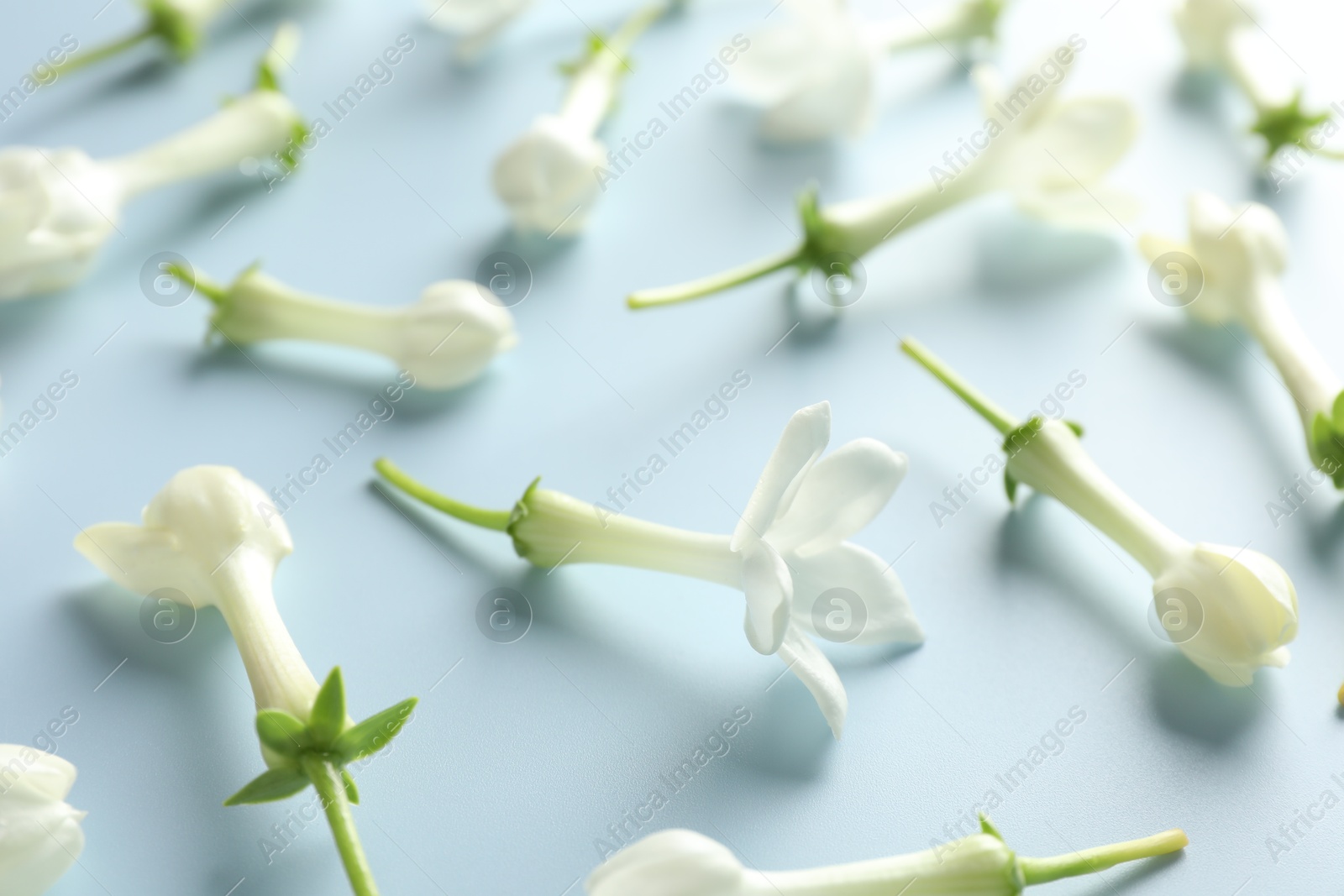 Beautiful jasmine flowers on light blue background, closeup Photo of Beautiful jasmine flowers on light blue background, closeup