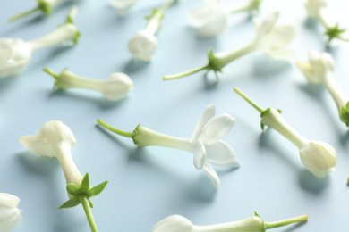 Photo of Beautiful jasmine flowers on light blue background, closeup