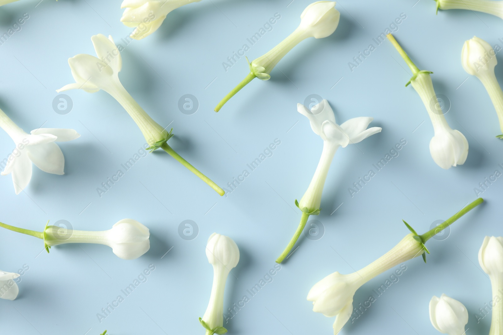 Beautiful jasmine flowers on light blue background, flat lay Photo of Beautiful jasmine flowers on light blue background, flat lay