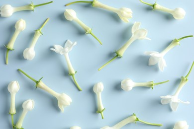 Photo of Beautiful jasmine flowers on light blue background, flat lay