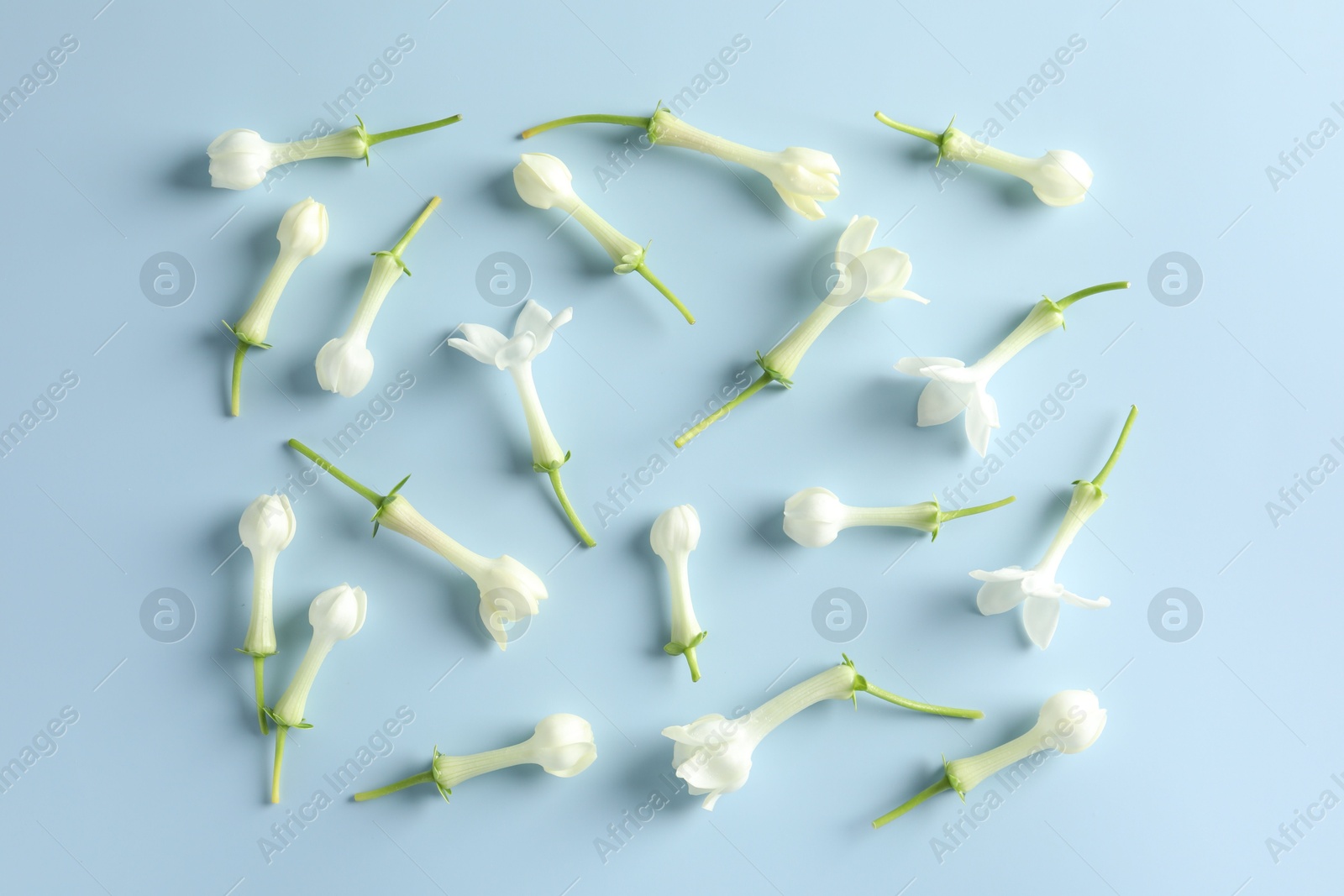 Beautiful jasmine flowers on light blue background, flat lay Photo of Beautiful jasmine flowers on light blue background, flat lay