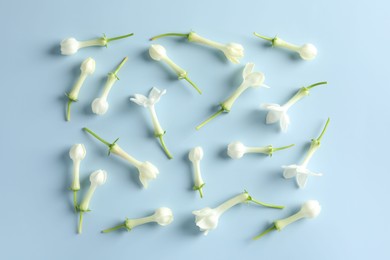 Photo of Beautiful jasmine flowers on light blue background, flat lay