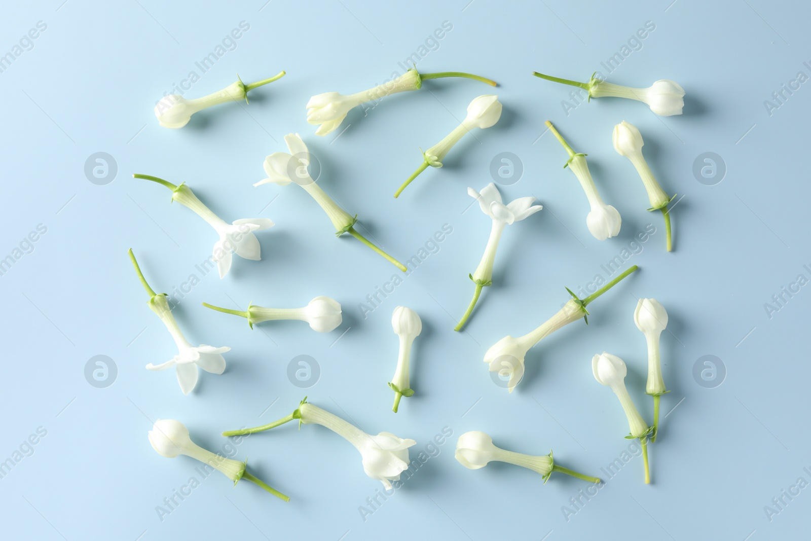 Beautiful jasmine flowers on light blue background, flat lay Photo of Beautiful jasmine flowers on light blue background, flat lay