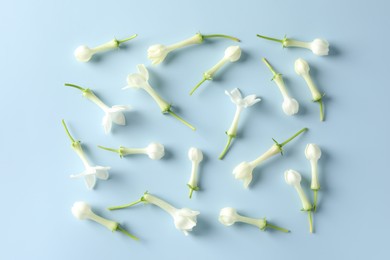 Photo of Beautiful jasmine flowers on light blue background, flat lay