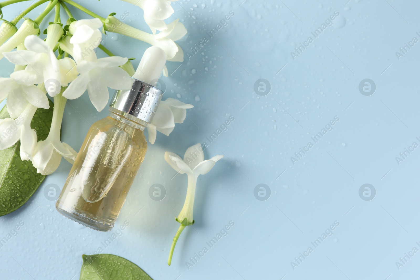 Bottle of essential oil, jasmine flowers and leaves on light blue background, flat lay. Space for text Photo of Bottle of essential oil, jasmine flowers and leaves on light blue background, flat lay. Space for text