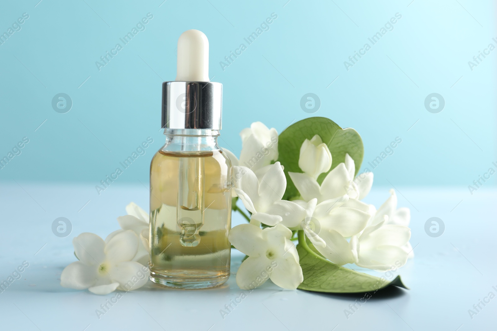Bottle of essential oil, jasmine flowers and green leaves on light blue background, closeup Photo of Bottle of essential oil, jasmine flowers and green leaves on light blue background, closeup