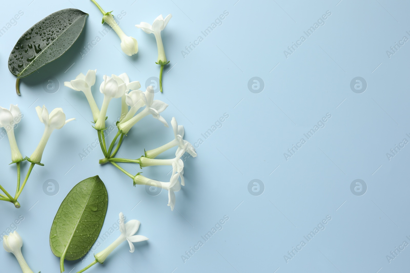 Jasmine flowers and green leaves on light blue background, flat lay. Space for text Photo of Jasmine flowers and green leaves on light blue background, flat lay. Space for text