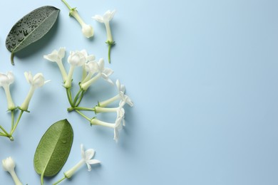 Photo of Jasmine flowers and green leaves on light blue background, flat lay. Space for text