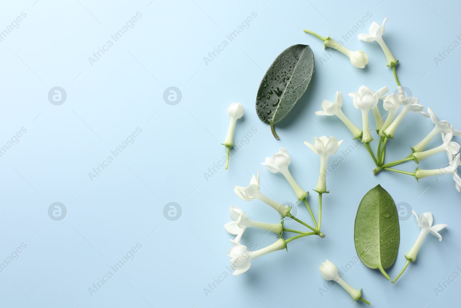 Jasmine flowers and green leaves on light blue background, flat lay. Space for text Photo of Jasmine flowers and green leaves on light blue background, flat lay. Space for text