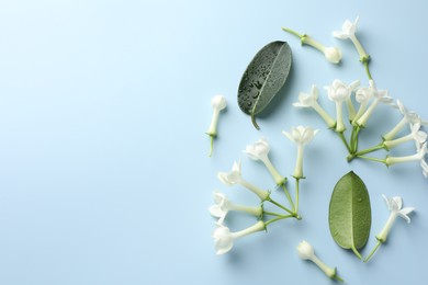 Photo of Jasmine flowers and green leaves on light blue background, flat lay. Space for text