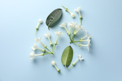 Photo of Jasmine flowers and green leaves on light blue background, flat lay