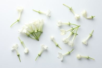 Photo of Beautiful jasmine flowers on white background, flat lay