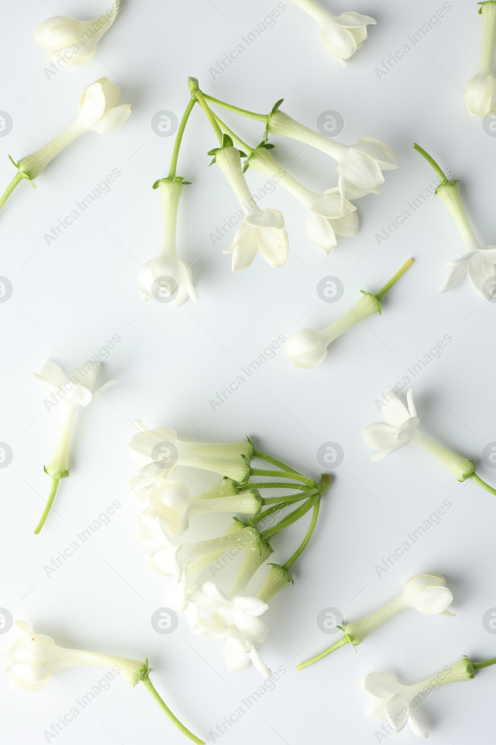 Beautiful jasmine flowers on white background, flat lay Photo of Beautiful jasmine flowers on white background, flat lay