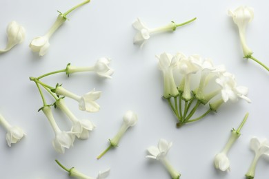 Photo of Beautiful jasmine flowers on white background, flat lay