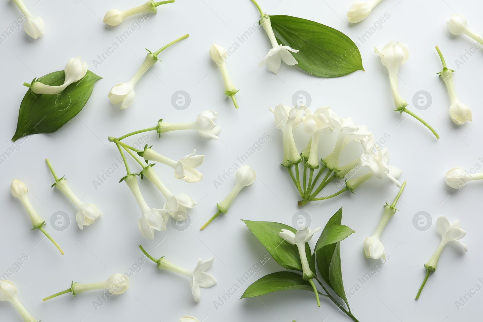 Beautiful jasmine flowers and green leaves on white background, flat lay Photo of Beautiful jasmine flowers and green leaves on white background, flat lay
