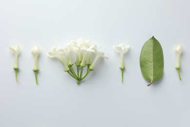 Photo of Beautiful jasmine flowers and green leaf on white background, flat lay