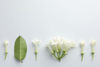 Photo of Beautiful jasmine flowers and green leaf on white background, flat lay. Space for text