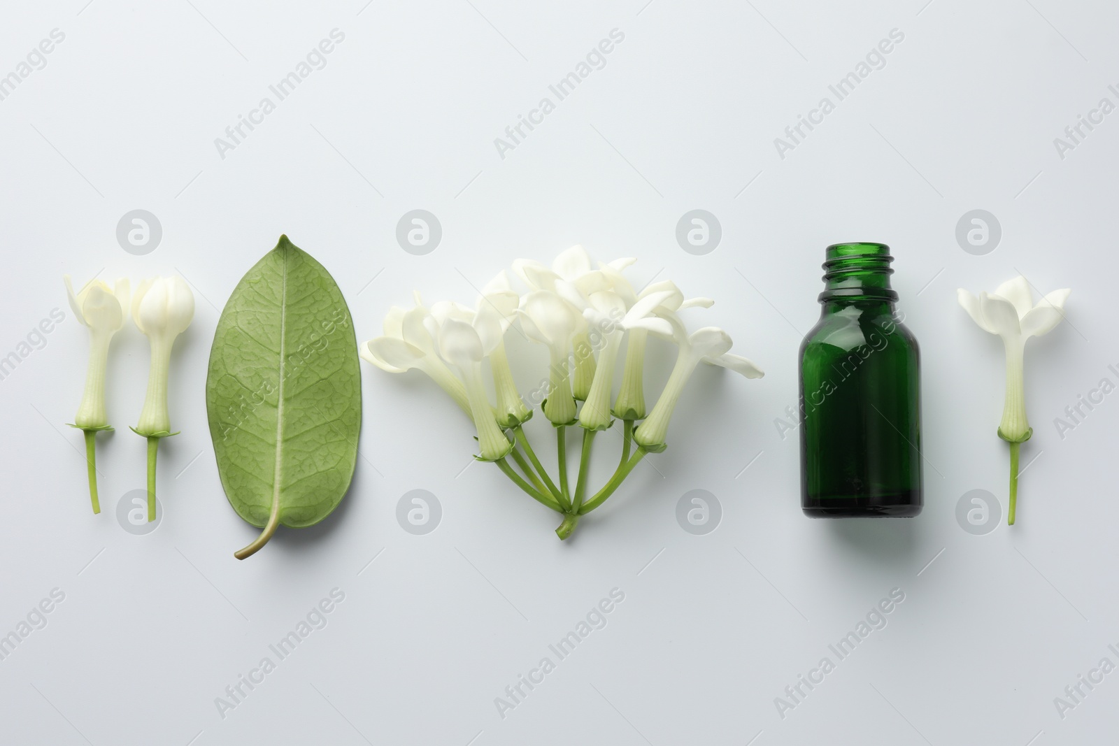 Bottle of essential oil, jasmine flowers and green leaf on white background, flat lay Photo of Bottle of essential oil, jasmine flowers and green leaf on white background, flat lay
