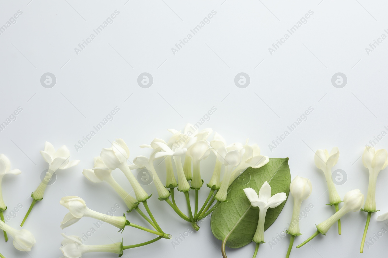 Beautiful jasmine flowers and green leaf on white background, flat lay. Space for text Photo of Beautiful jasmine flowers and green leaf on white background, flat lay. Space for text