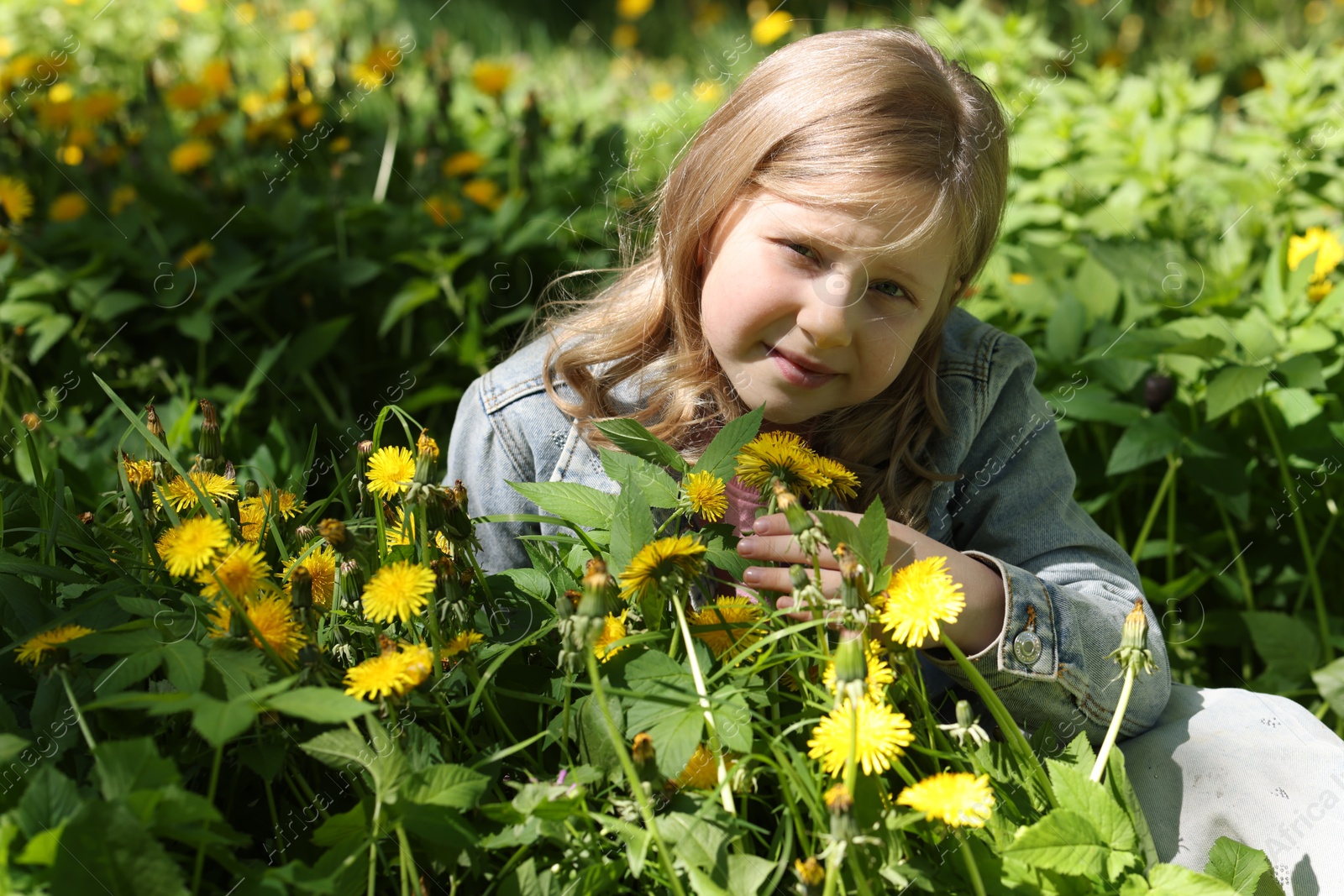 Cute little girl among beautiful dandelions outdoors on sunny day Photo of Cute little girl among beautiful dandelions outdoors on sunny day