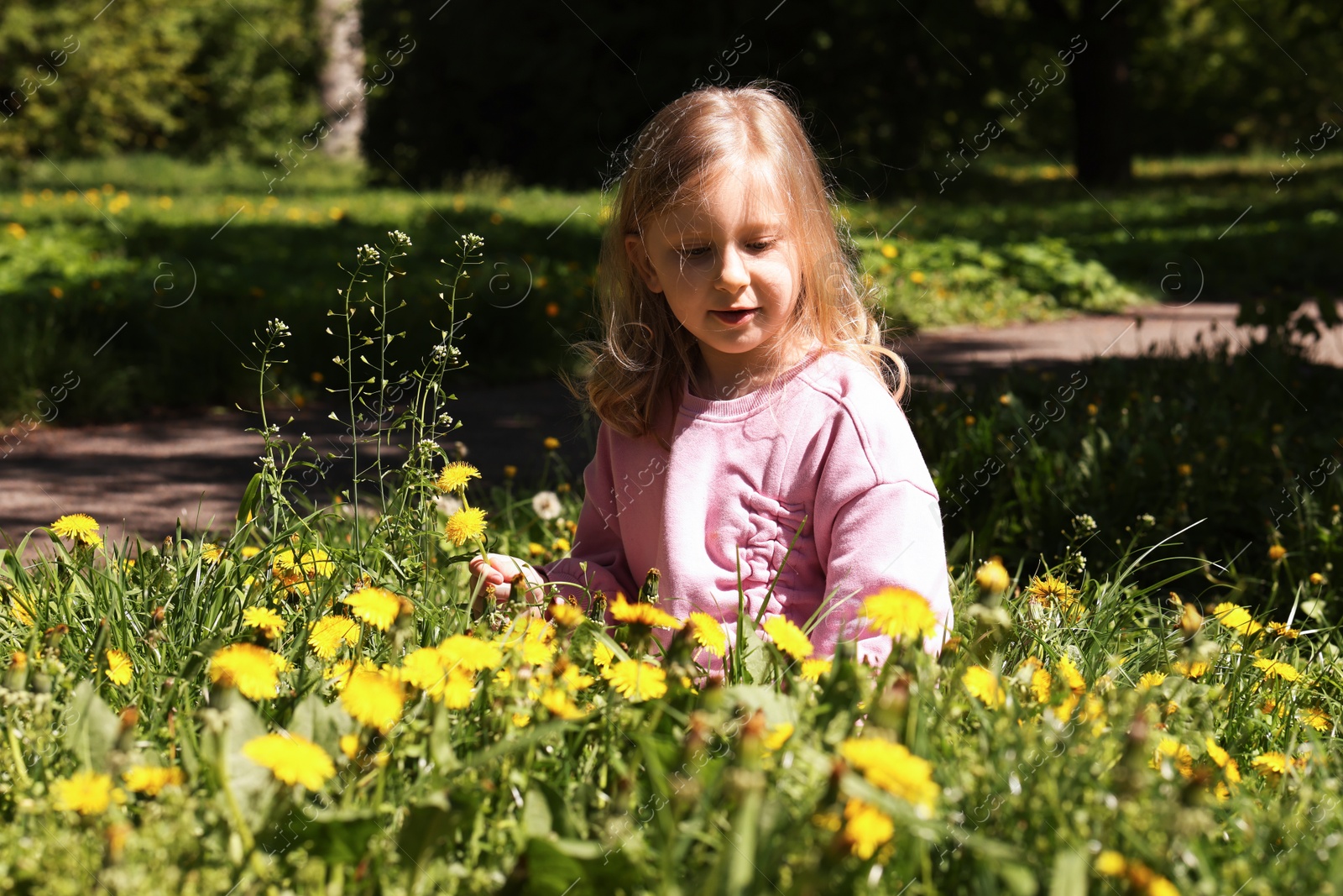 Cute little girl picking beautiful dandelions in park Photo of Cute little girl picking beautiful dandelions in park