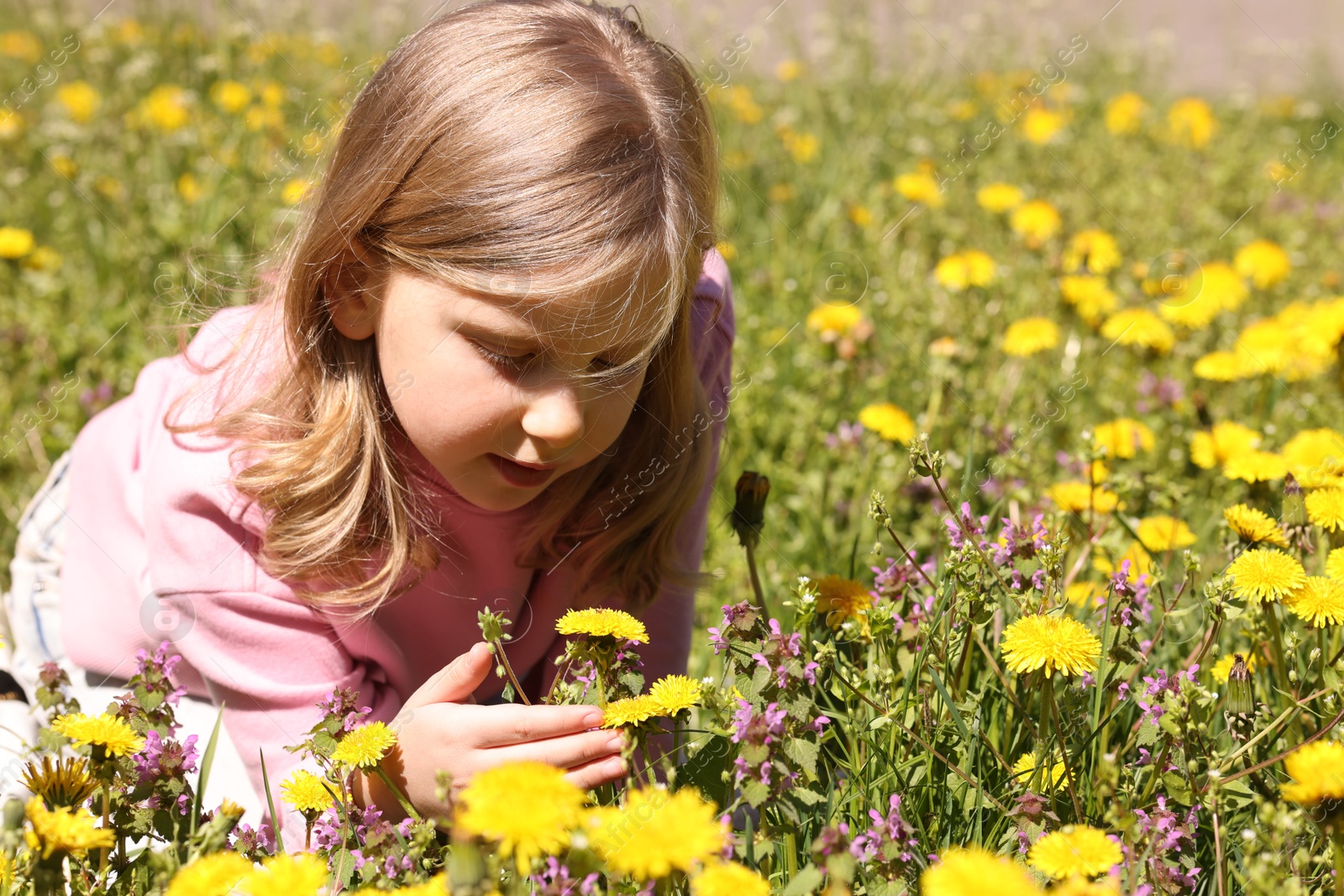 Cute little girl among beautiful dandelions outdoors on sunny day Photo of Cute little girl among beautiful dandelions outdoors on sunny day