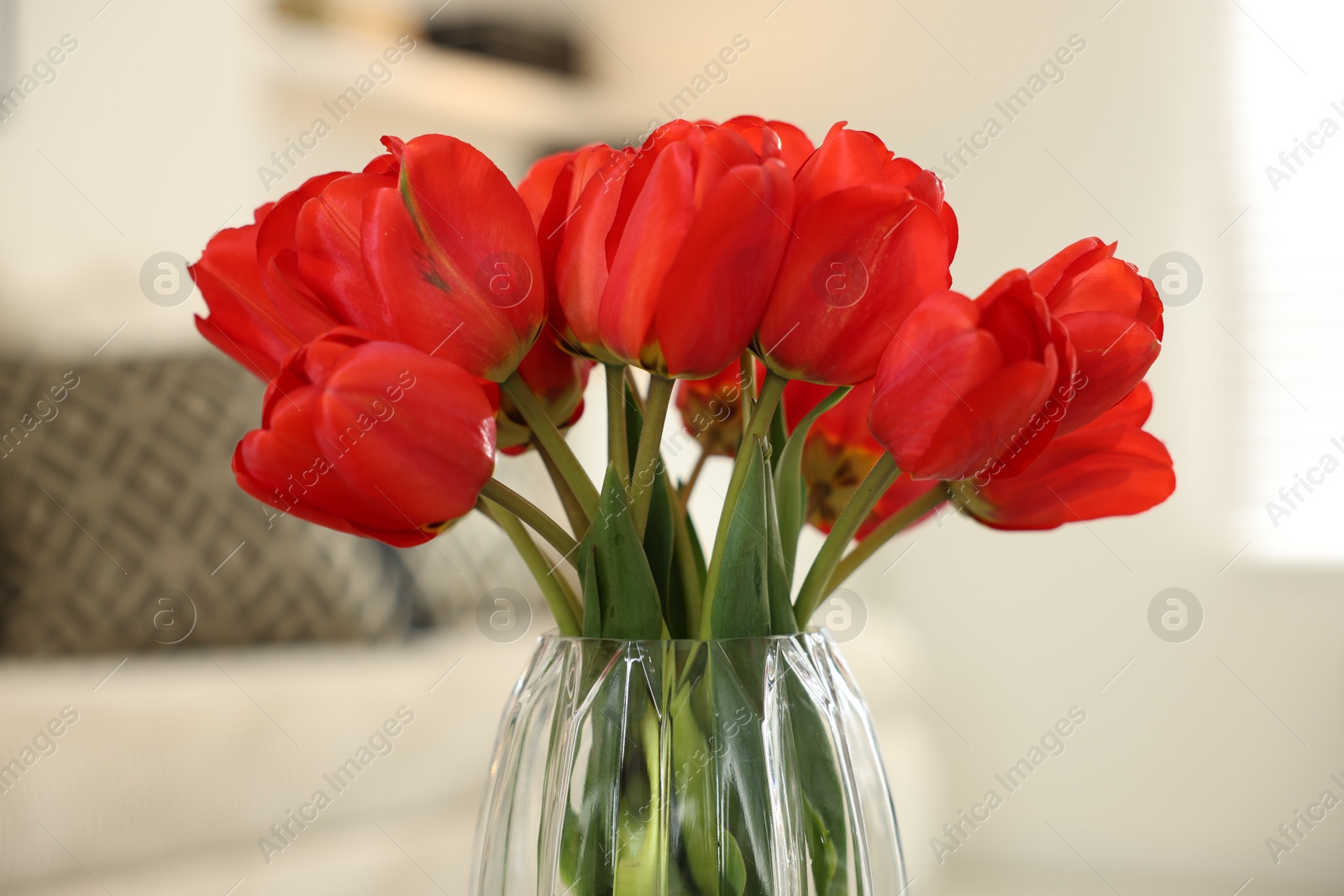 Photo of Beautiful red tulips in vase indoors, closeup