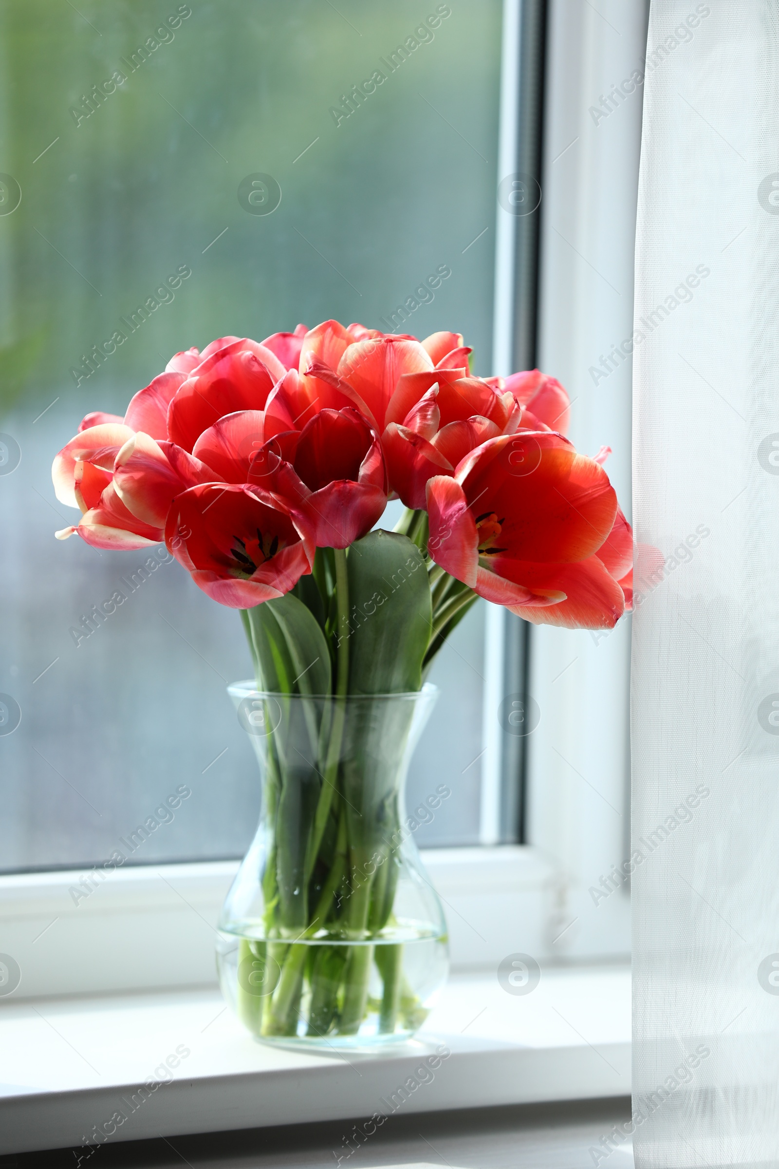 Photo of Beautiful tulips in vase on window sill