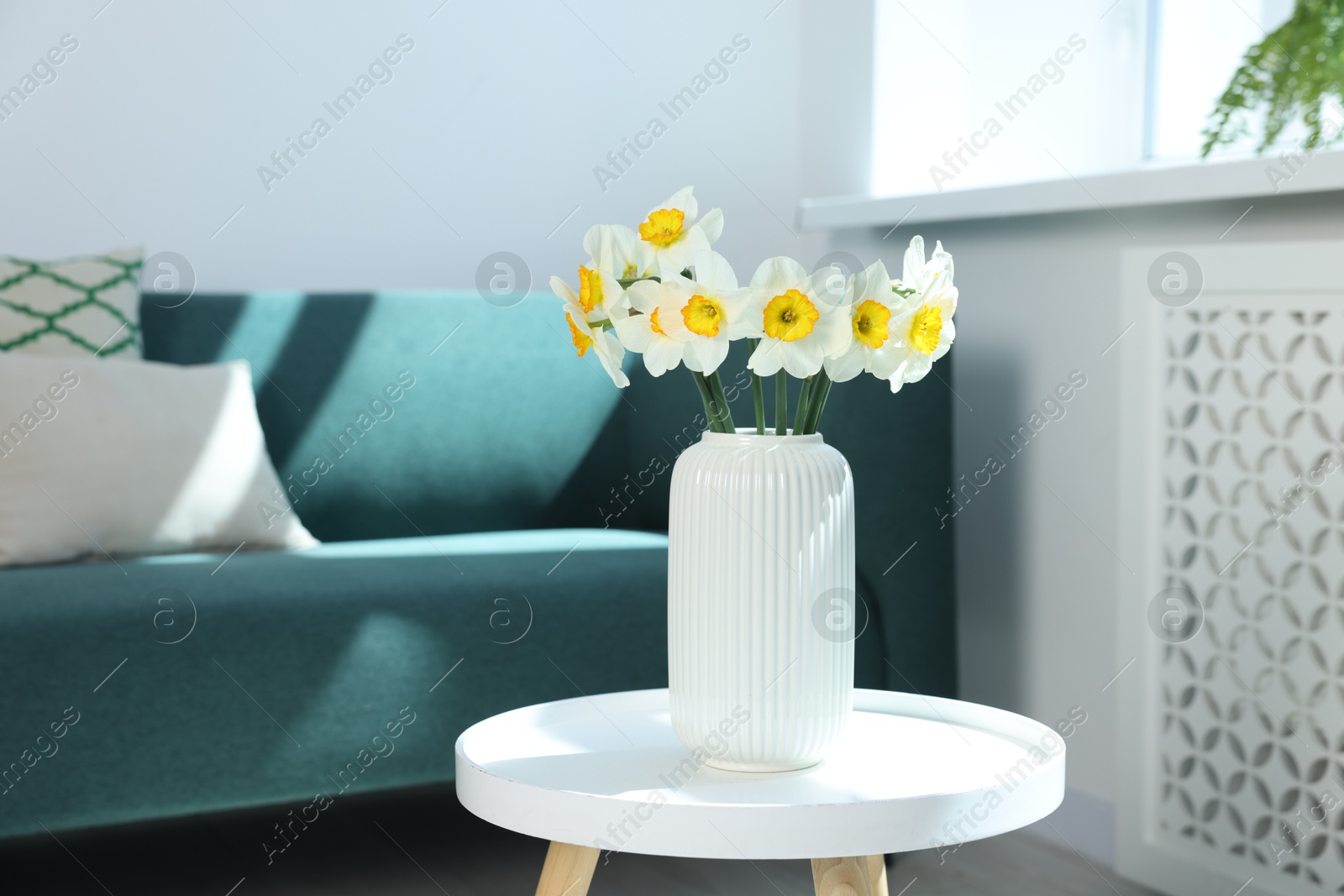 Beautiful daffodils in vase on table indoors Photo of Beautiful daffodils in vase on table indoors