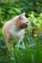 Photo of Cute ginger cat walking on green grass outdoors