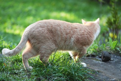 Photo of Cute ginger cat walking on green grass outdoors