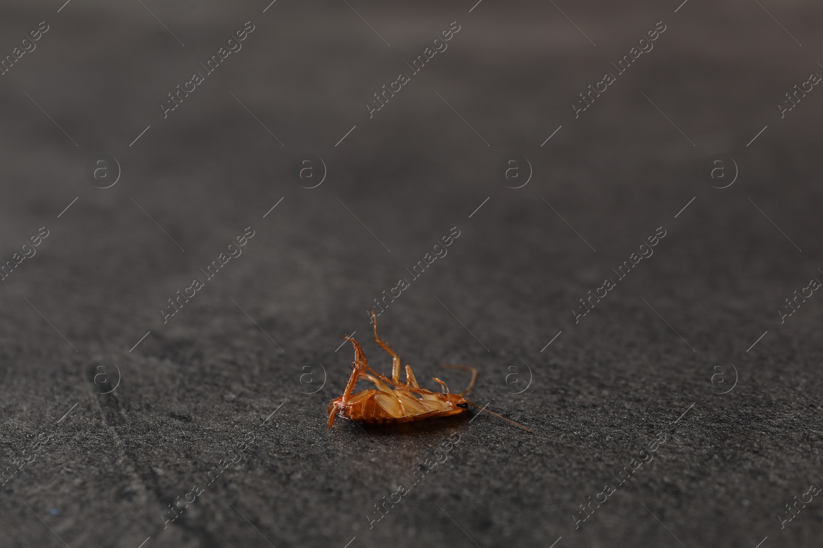 One cockroach on grey table, closeup. Space for text Photo of One cockroach on grey table, closeup. Space for text
