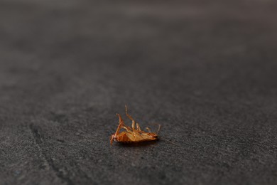 Photo of One cockroach on grey table, closeup. Space for text
