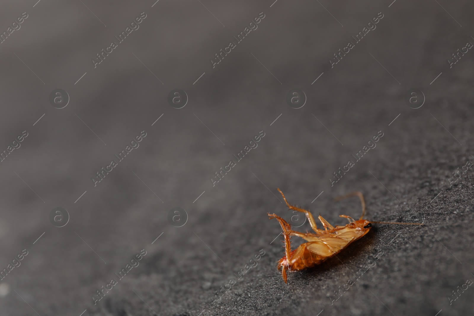 One cockroach on grey table, closeup. Space for text Photo of One cockroach on grey table, closeup. Space for text