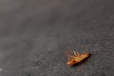 Photo of One cockroach on grey table, closeup. Space for text