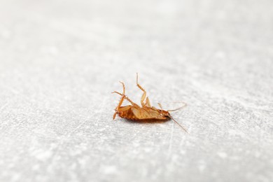 Photo of One cockroach on grey table, closeup. Pest control