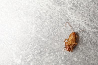 Photo of One cockroach on grey table, top view. Space for text