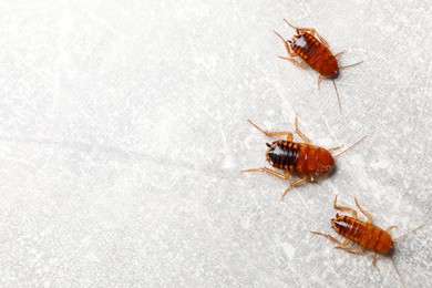 Photo of Three cockroaches on grey table, flat lay. Space for text