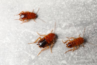 Photo of Three cockroaches on grey table, flat lay