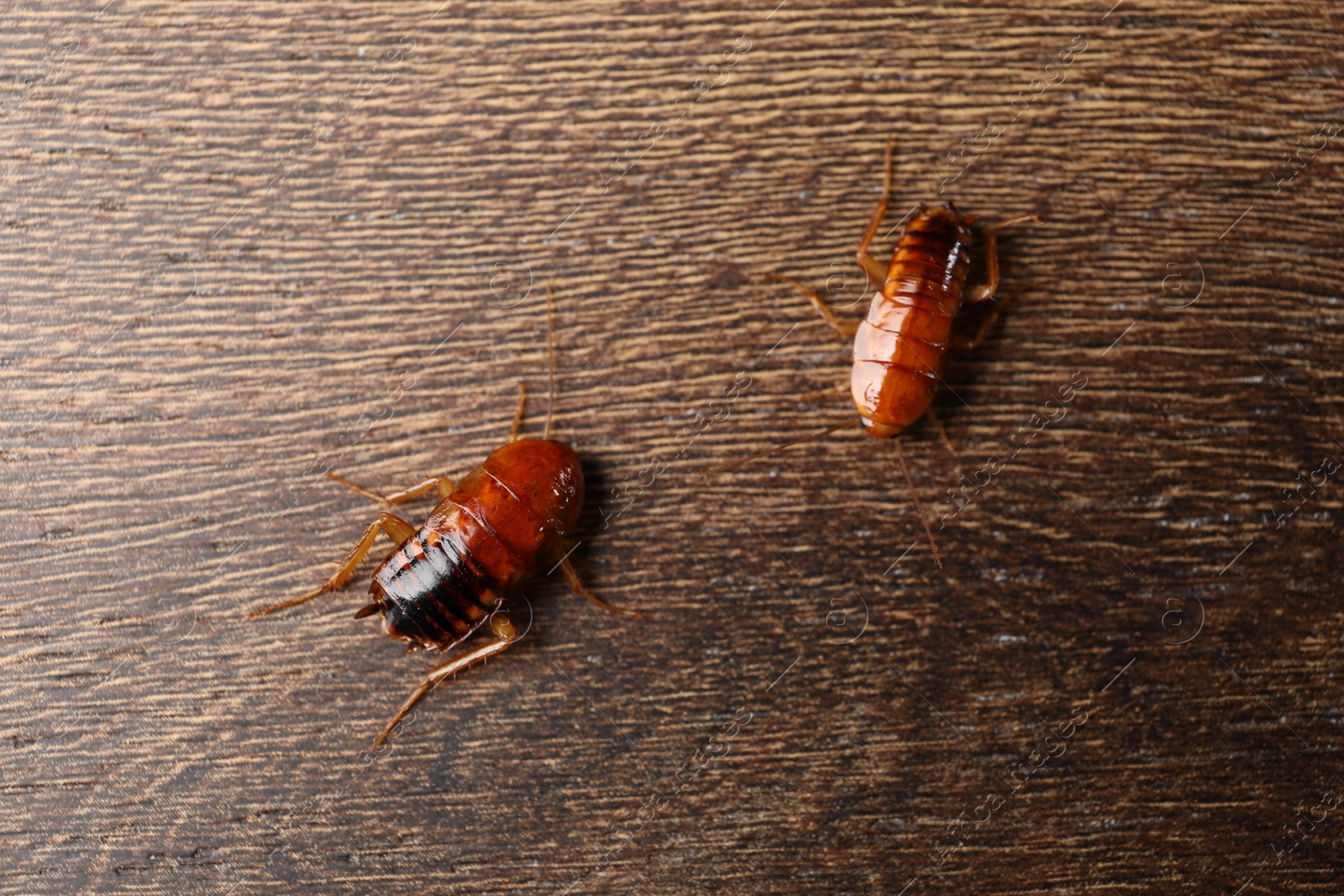 Two cockroaches on wooden table, flat lay Photo of Two cockroaches on wooden table, flat lay