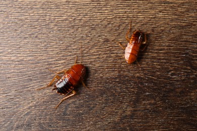 Photo of Two cockroaches on wooden table, flat lay