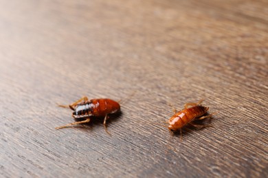 Photo of Two cockroaches on wooden table, closeup. Pest control