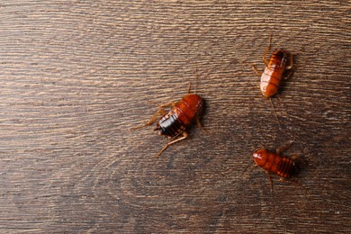 Photo of Three cockroaches on wooden table, flat lay. Space for text