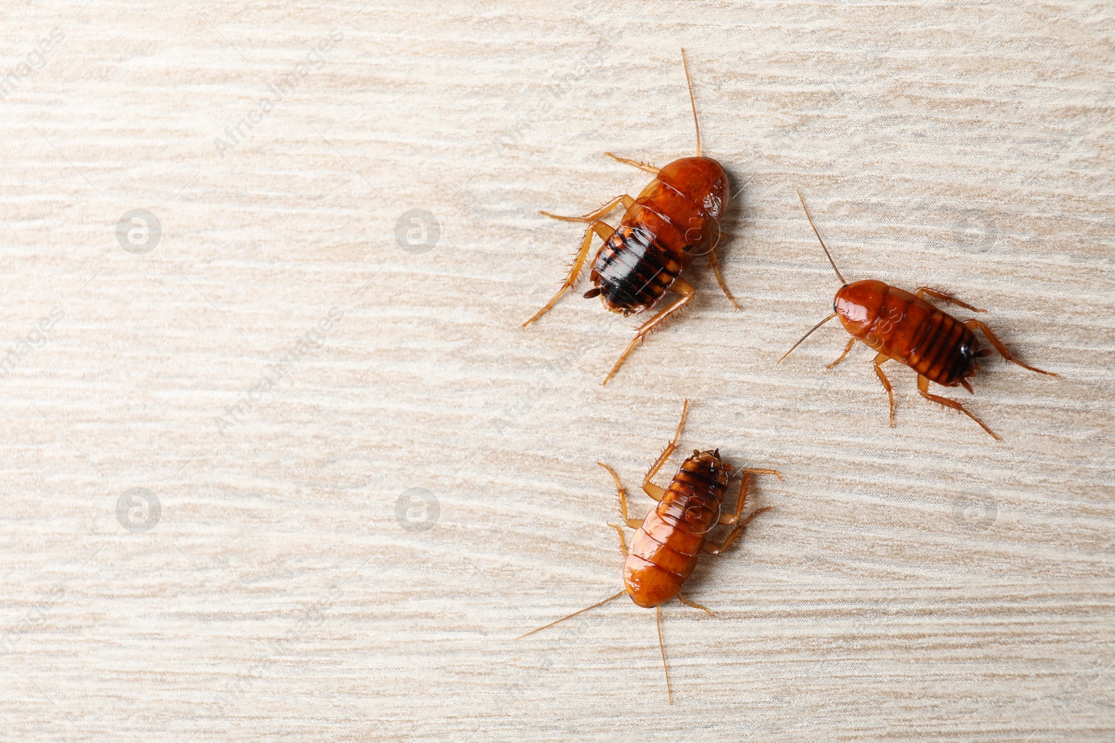 Three cockroaches on wooden table, flat lay. Space for text Photo of Three cockroaches on wooden table, flat lay. Space for text