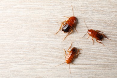 Photo of Three cockroaches on wooden table, flat lay. Space for text