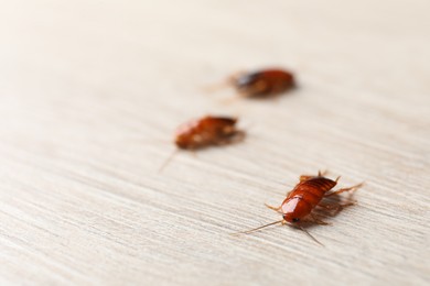 Photo of Three cockroaches on wooden table, closeup. Space for text